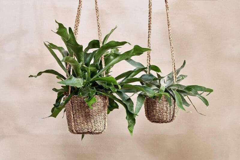 nkuku sangdi seagrass hanging planter 31010241347760